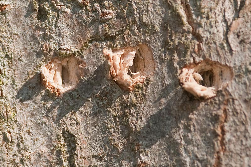 Forellini sui tronchi: picchio ?